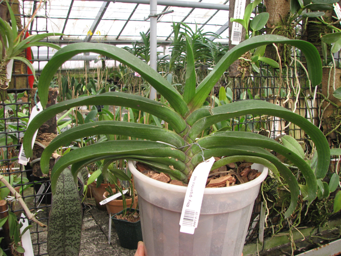 Rhynchostylis gigantea red.jpg