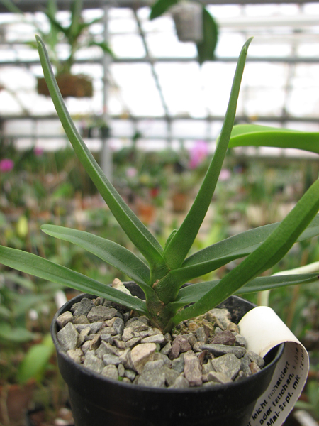 Angraecum didieri.jpg