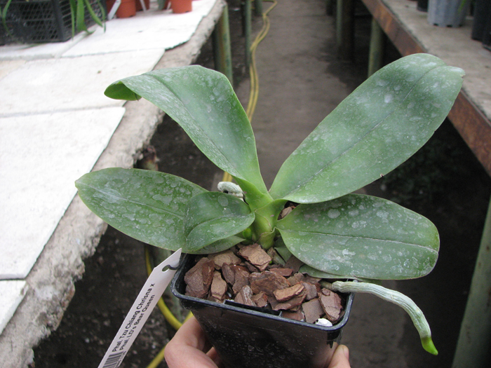 Phalaenopsis Tzu Chiang Chrisna x Phalaenopsis LD's Bear Queen.jpg