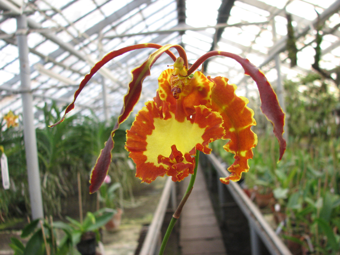 Psychopsis Kalihii 'Big'.jpg