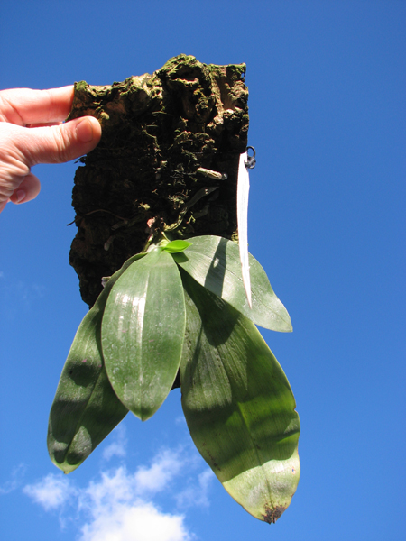 Phalaenopsis violacea alba.jpg