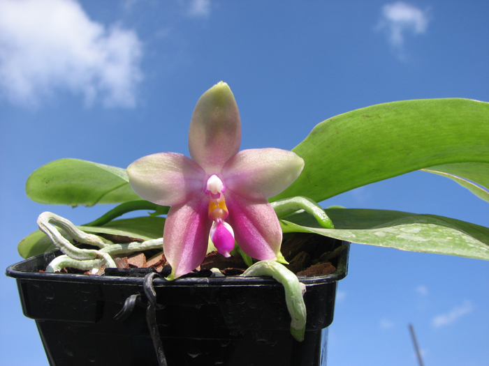 Phalaenopsis Jennifer Palermo (C1 type) x Phalaenopsis LD's Bear Queen.jpg