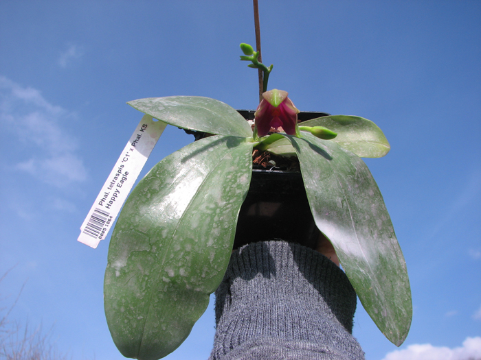 Phalaenopsis tetraspis 'C1' x Phalaenopsis KS Happy Eagle.jpg