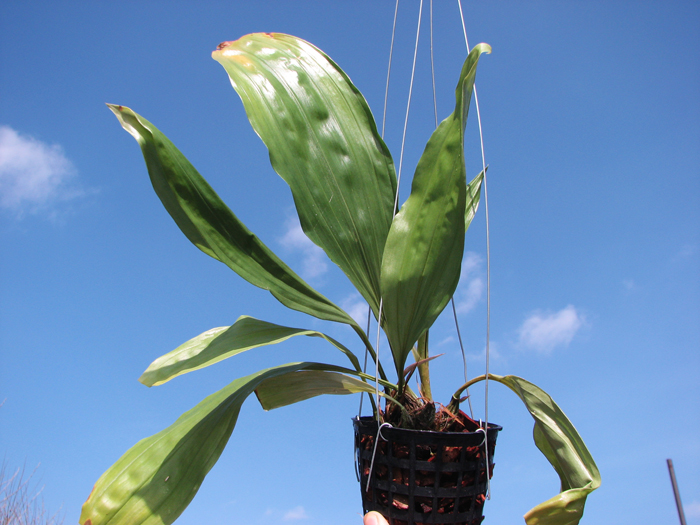 Stanhopea candida.jpg