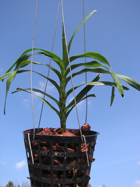 Angraecum viguieri.jpg