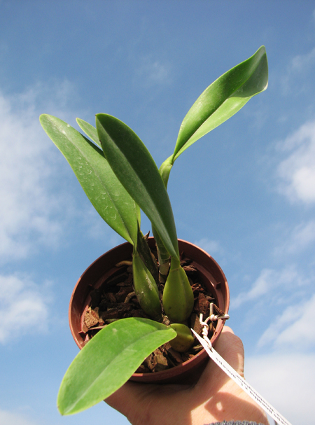 Laelia anceps lineatha x Laelia anceps pelorica 'Roeblingiana'.jpg