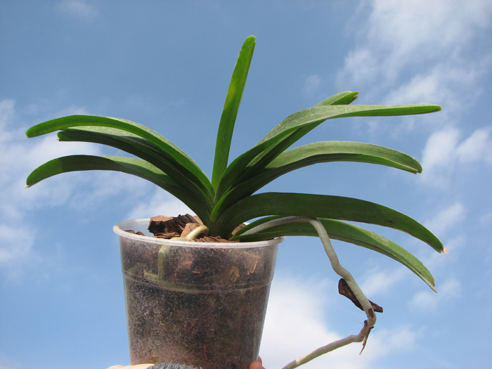 Vanda Pak Chong Blue.jpg