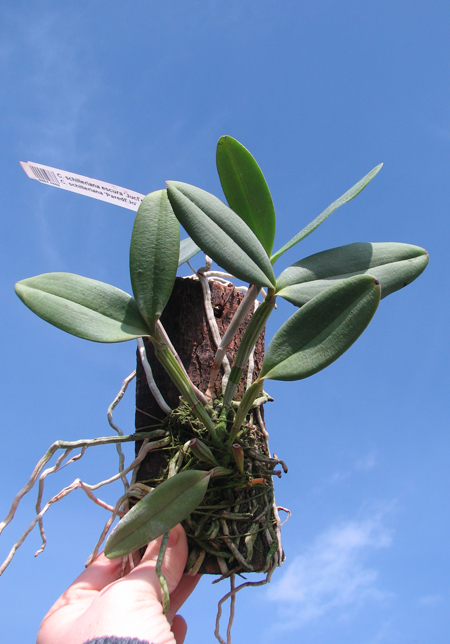 Cattleya schilleriana escura 'Jucu' x Cattleya schilleriana 'Paredao'.jpg