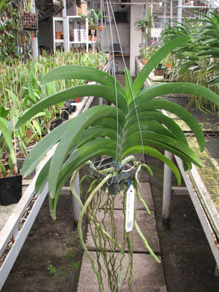 Vanda Dr Anek - Vanda Bitz's x Vanda Virat.jpg