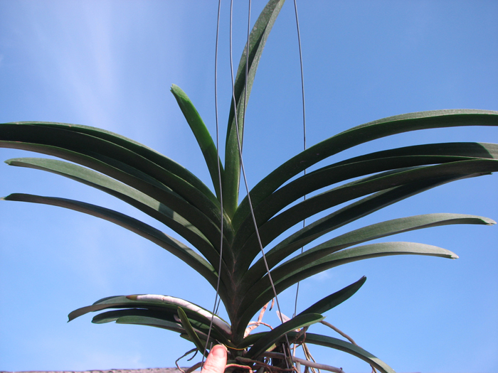 Vanda Sirilak x Vanda Dr Anek.jpg