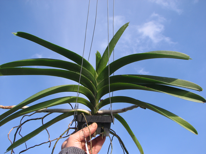 Vanda Sumon Gold x Ascocenda Kultana Gems.jpg