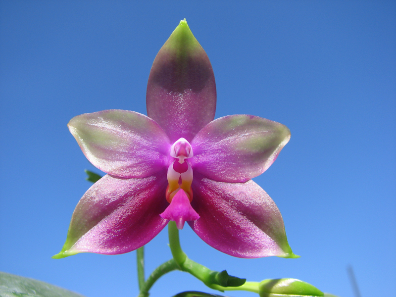 Phalaenopsis tetraspis 'C1' x Phalaenopsis KS Happy Eagle.jpg