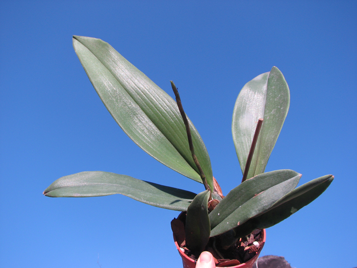 Psychopsis Mariposa 'Green Valley'.jpg