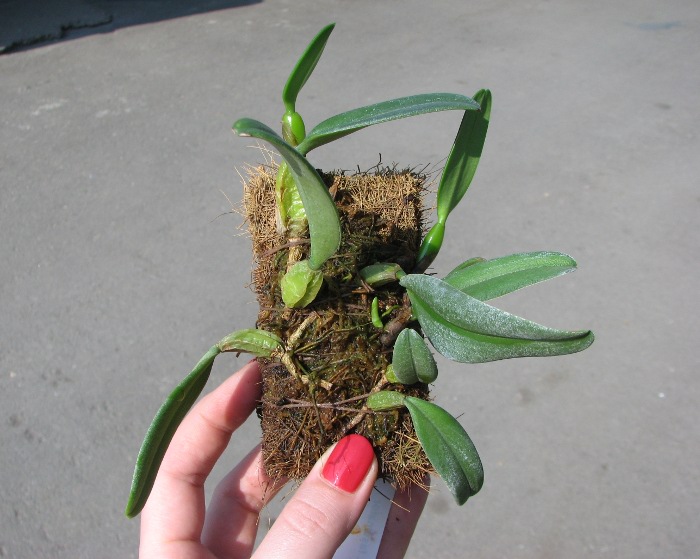 Bulbophyllum fascinator.JPG