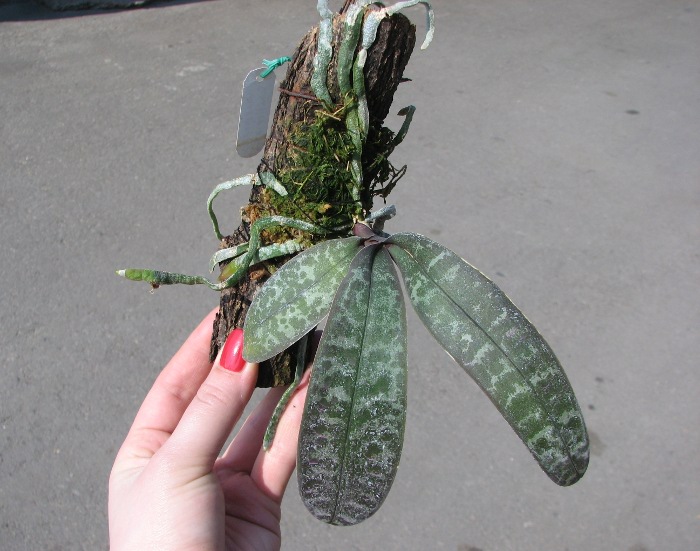 Phalaenopsis schilleriana.JPG