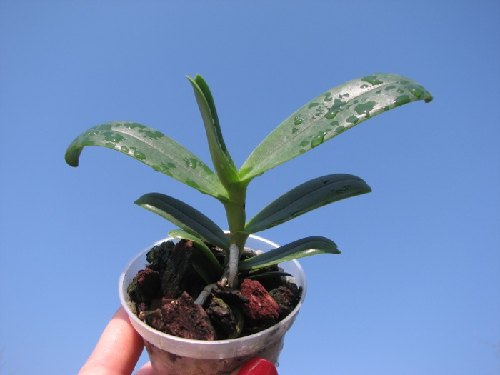 Aerangis ellisii.JPG