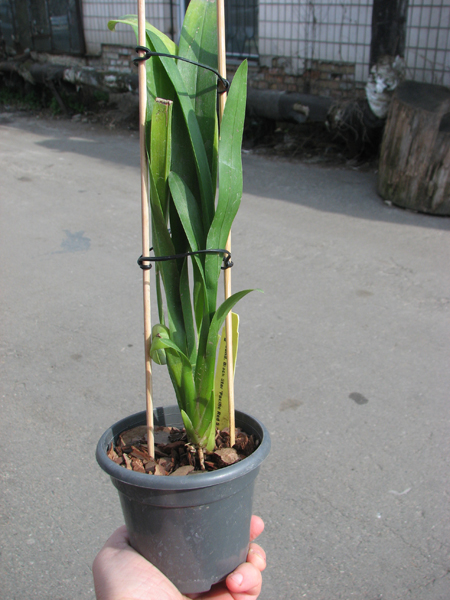 Sanderara Black Star 'Pacific Red Star'.jpg