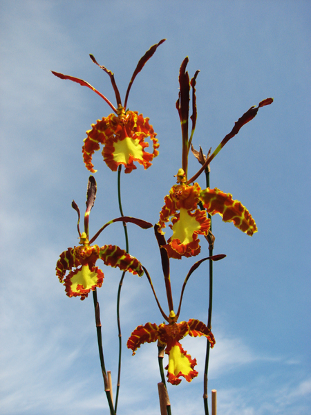 Psychopsis Kalihii 'Big'.jpg