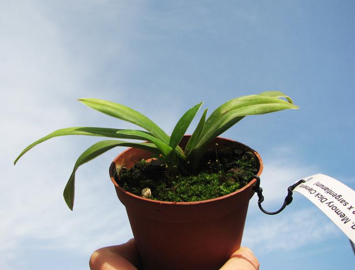 Phragmipedium Memory Dick Clements (besseae x sargentianum).jpg