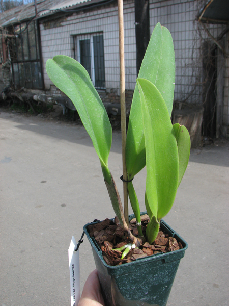 Cattleya rex var Moyobamba.jpg