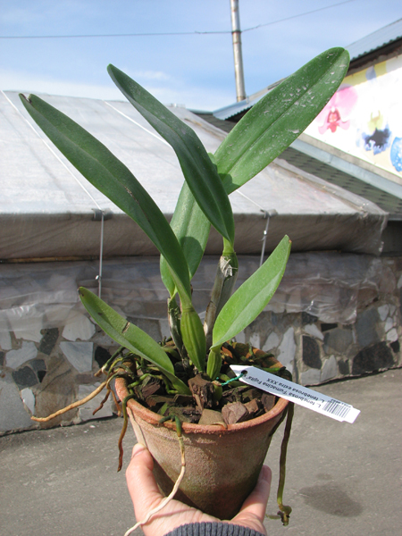 Laelia tenebrosa 'Fumacina Fujita' x Laelia tenebrosa extra XXX.jpg