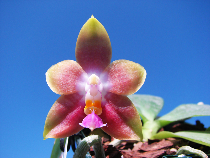 Phalaenopsis Penang Girl.jpg