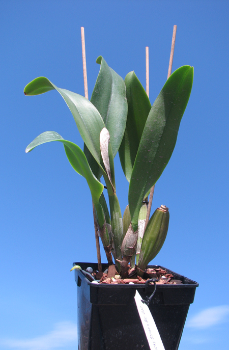 Brassolaeliocattleya Lucky Strike x Brassolaeliocattleya Golf Pink.jpg