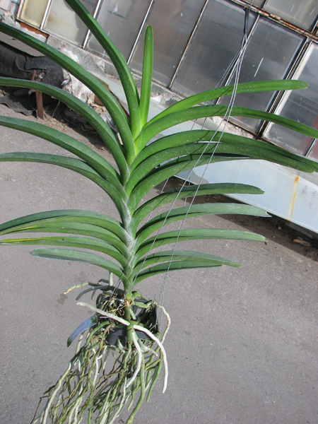Vanda Kasem's Delight x Vanda Patcharee's Delight.jpg