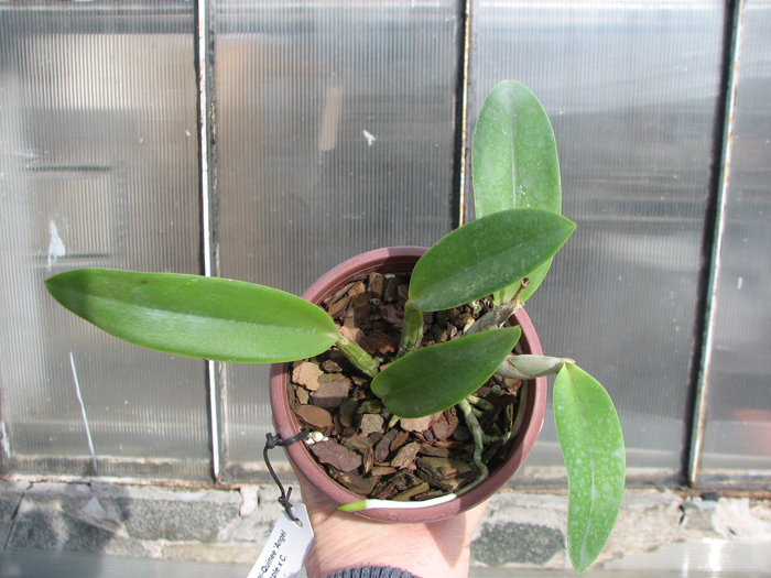 Laeliocattleya Cariad's Mini-Quinee 'Angel Kiss'.jpg