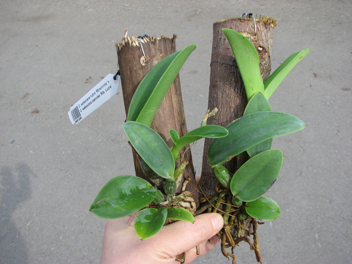 Cattleya walkeriana rubra 'Mineirinha' x Cattleya walkeriana caerulea 'Sta Luzia'.jpg