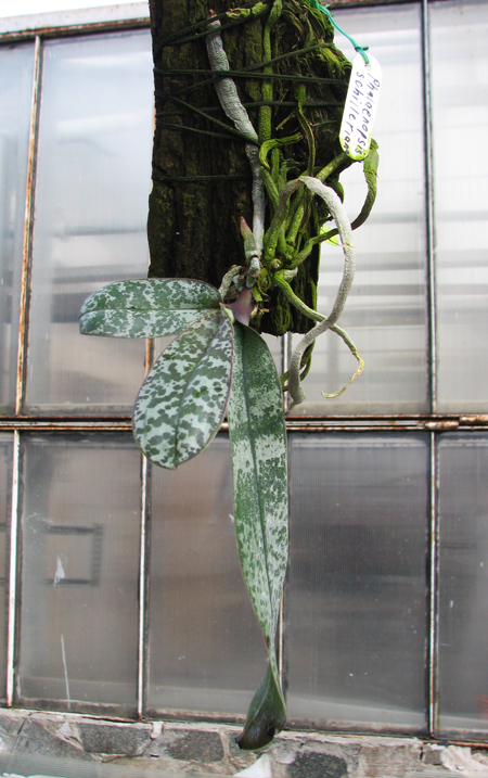 Phalaenopsis schilleriana.jpg