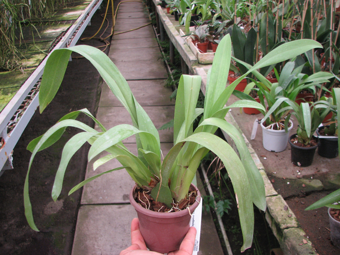 Odontonia Papageno 'Lavender Lady'.jpg