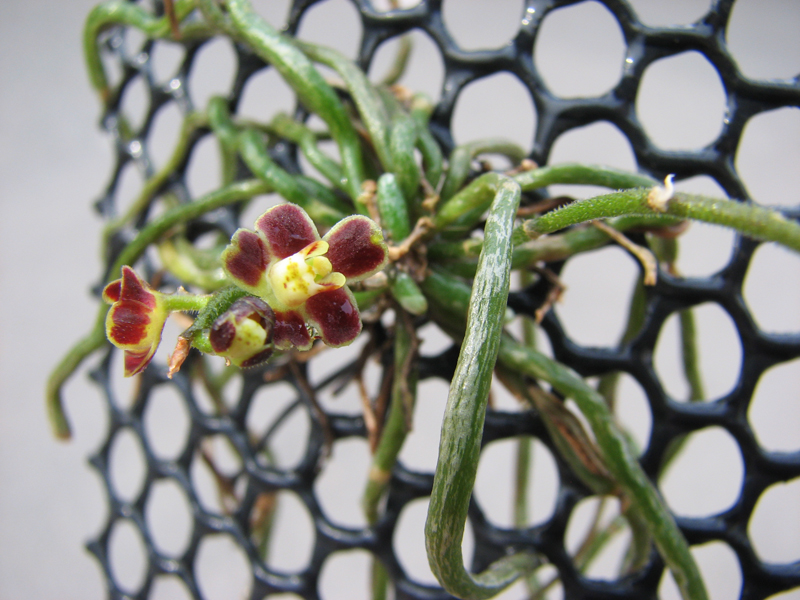 Chiloschista lunifera.jpg