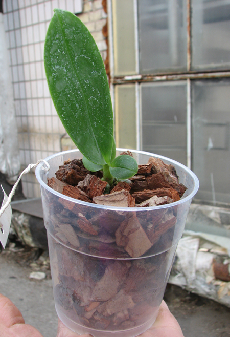Phalaenopsis (Stone Morning x Sogo Grape) 'Three Lips'.jpg