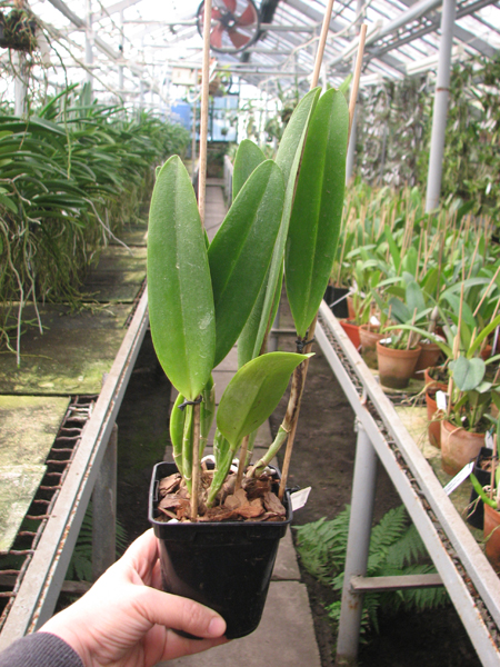 Cattleya mossiae var amoena.jpg
