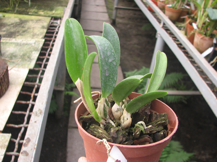 Laelia alaori x praestans.jpg