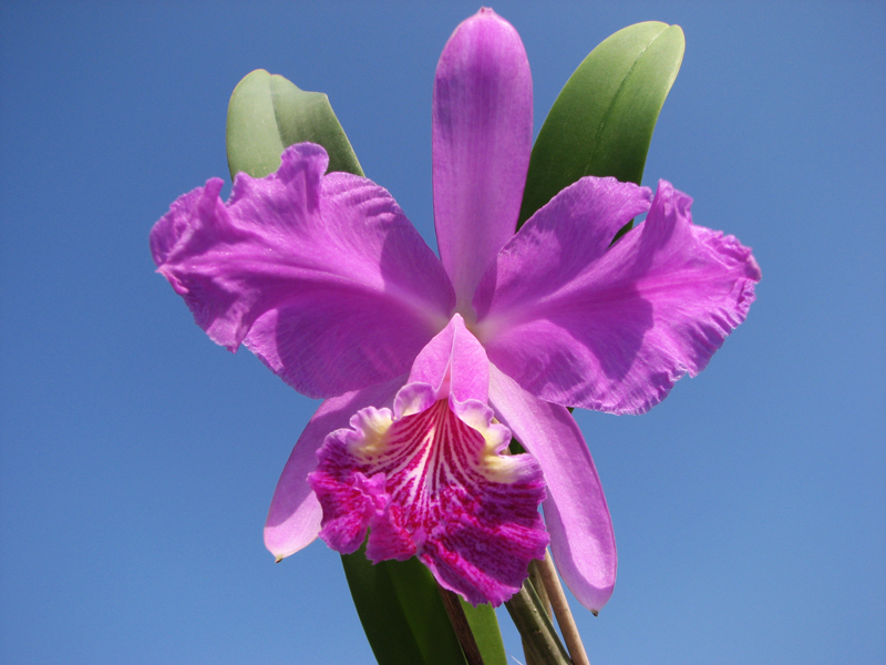 Cattleya lueddemanniana rubra 'Dark Giant' x escura 'Fennel IX'.jpg