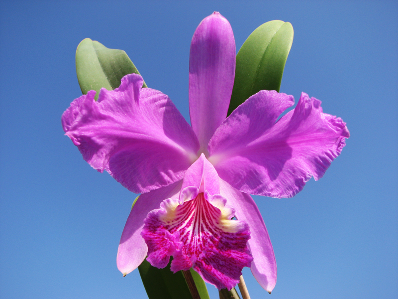 Cattleya lueddemanniana rubra 'Dark Giant' x escura 'Fennel IX'.jpg