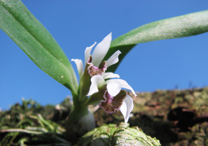 Dendrobium peguanum.jpg