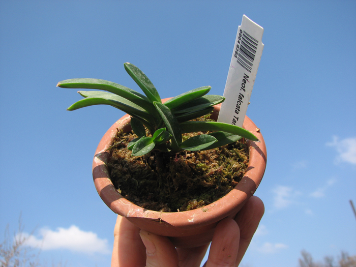 Neofinetia falcata Tamakongo.jpg