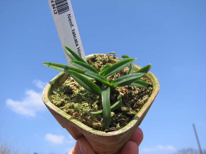 Neofinetia falcata Hime Manjushage.jpg