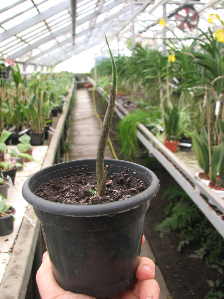 Amorphophallus bulbifer.jpg