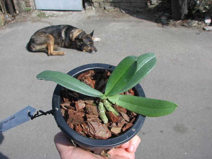 Aerangis ellisii.jpg