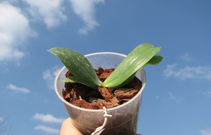 Phalaenopsis gigantea x Brother Ambo Passion.jpg