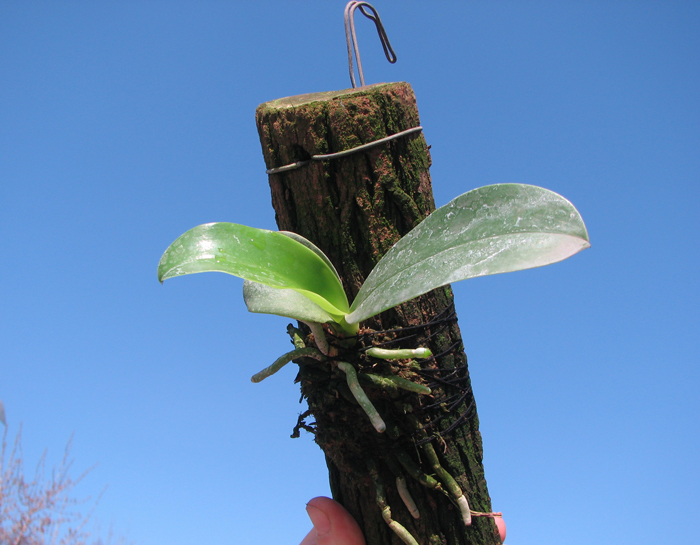 Phalaenopsis pulchra.jpg