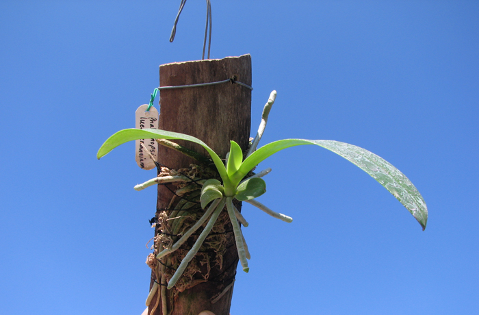 Phalaenopsis lueddemanniana.jpg