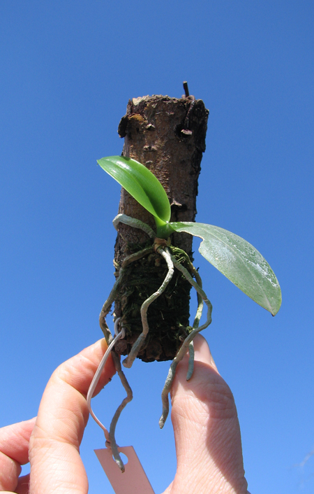 Phalaenopsis zebrina.jpg