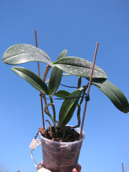 Cattleya (Penny Kuroda x Corcovado).jpg