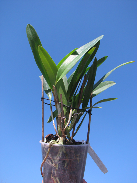 Laelia tenebrosa x Cattleya Penny Kuroda 'spots'.jpg