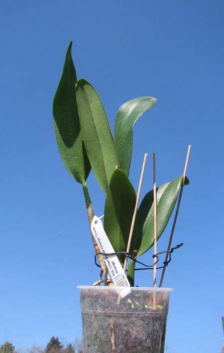 Potinara Chief Sweet Orange 'Sweet Orange'.jpg